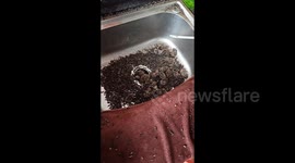 Chinese technician discovers astonishing bat colony of 20 during air conditioner disassembly