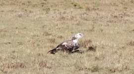 Gazelle mum charges headfirst at huge martial eagle to try and save baby