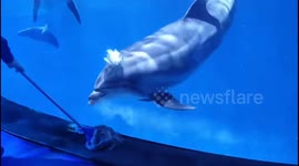 Curious dolphins entranced by worker cleaning their tank with mop