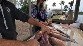 Hawk Steals Filets From Fisherman
