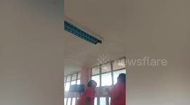 Schoolgirl helps save bird stuck in ceiling