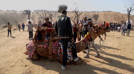 Hundreds of Camels Join Annual Bikaner Camel Festival