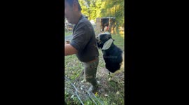 Goat Flirts To Prevent Fence