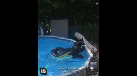 Wild Animals in Pools