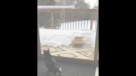 Viral Animal Videos #4