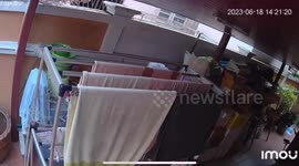 Cheeky pet turtle drags clothes rack around the front yard