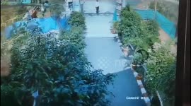 Commuter dodges deadly cobra slithering across pavement