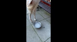 Dog confused as bowl of water freezes overnight as cold spell continues in UK