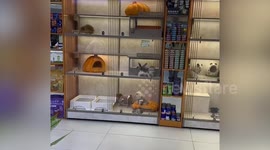 Two puppies argue in front of visitors at pet shop