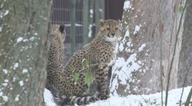 Cheetahs Chirp Like Birds in Schonbrunn Zoo in Vienna, Austria