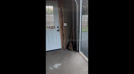 Great Dane Doesn't Understand Doors