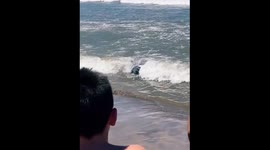 Sea lion strolls ashore in Mar del Plata, Argentina