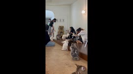 World's Saddest Cafe Cat