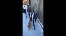 Fun With the Alberta Cold