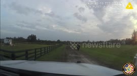 Aggressive Bull Tranquilized by Police in Indian River County, FL, USA