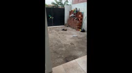 Neighbor's kittens clash: cat brawl erupts in Spain, Santa Cruz home