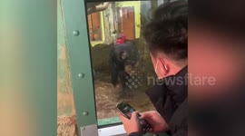 Chimpanzee amazed by zoogoer's smartphone demonstration