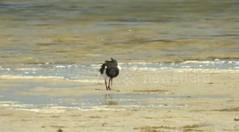 A wormy lunch – elegant Pied Oystercatchers catching, washing and then eating polychaete worms.