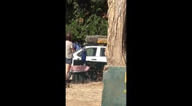 Grand theft jumbo! Quick-thinking car owner closes door after cheeky elephant opens it