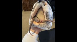 Pet Rats Cram Into Tiny Hut For a Nap