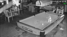 Pet cat caught on CCTV pushing pool balls into the pockets