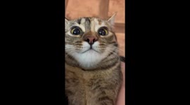 Ukrainian cat racks over 39 Million views on TikTok when panting like a DOG