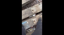 Good Samaritan Rescues Lamb Stranded in Road Gap in China