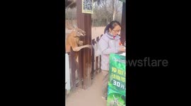 Kangaroo Pulls at Sleeves for Treats in Shandong, China