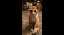 Kitten Taking a Little Bath of Licks in a Restaurant in Nairobi, Kenya. Brace yourself, this video contains excessive cuteness