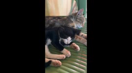 Two Snuggly Kittens Dreaming and Cuddling on a Chair in Nairobi Kenya