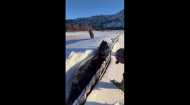 Local heroes: young climbers in Okinsky Region rescue stranded horse from deep snow drifts