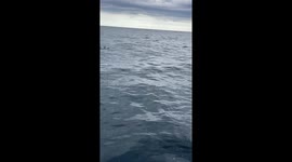 Kingfish Touches The Sky