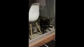 Pug forgets how doors work and becomes 'trapped' in room despite opening