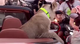 Police search house following lion cub sighting in Bentley