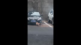 Stray cat switches meowing sounds as it faces to different creatures