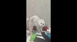 Fierce Kitty Alert: Cat Goes into Battle Mode in China