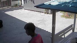 Two monitor lizards run into a group of boys