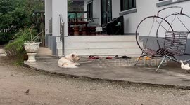 Two clever ducks creep past pet dog then scamper away to safety