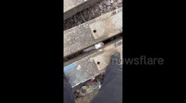 Good Samaritan Rescues Lamb Stranded in Road Gap in Shaoxing, China