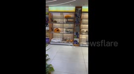 Two Pups Clash Got An Unexpected Kitten Audience at Pet Store in Taizhou, China