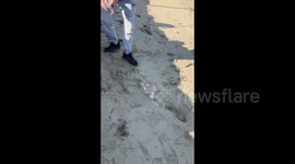 Electrifying encounter: angler gets shocked while handling rare coffin ray