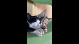 Cute Sleeping Kittens in Nairobi cuddling in the afternoon heat