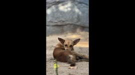 Dogs curled up under Boabab trees at the Takwa Ruins in Lamu, Kenya