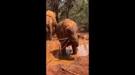 Baby Elephants Playing together in a Muddy Puddle in Nairobi, Kenya