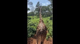 Cutest Giraffe Booty in all of Nairobi. Swinging his tale in the afternoon sunshine.