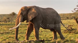 Watching this Majestic Elephant in Ol Kinyei, Kenya.
