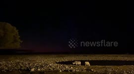 In Botswana at a watering hole watching two rhinos at night