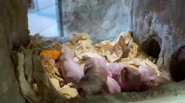 Cuddly Naked Mole Rats in Zurich Zoo's, Switzerland
