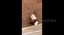 Chinese zoo plans to relocate cats amid debate over monkey mountain cohabitation