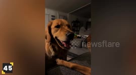 Top 47 Puppy Moments